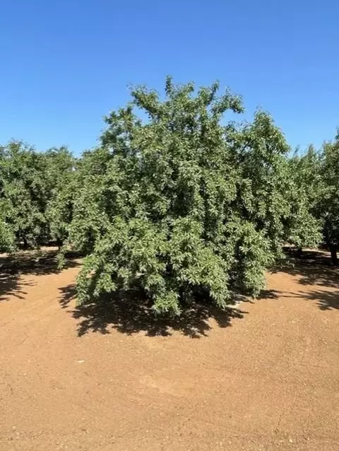100 Draper Rd, Newman, CA 95360 photo 7