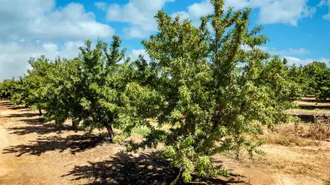 15600 Clements Rd, Lodi, CA 95240 photo 10