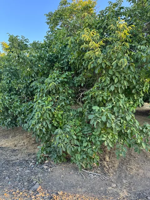 442 E Gridley Rd, Gridley, CA 95948 photo 3
