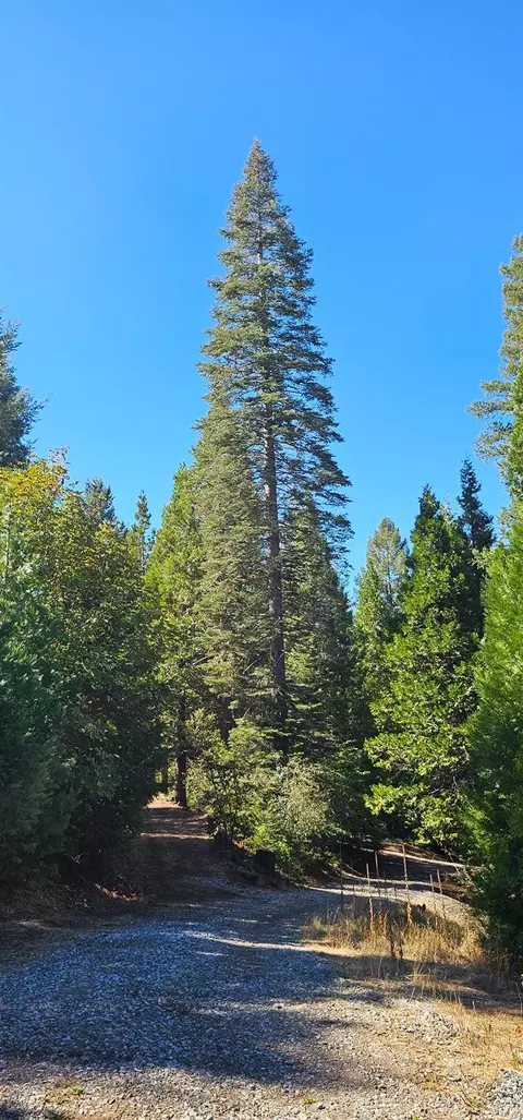 6740 Spring Valley Rd, Pollock Pines, CA 95726 photo 4
