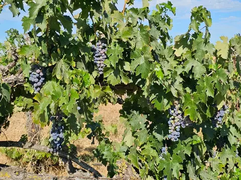 9417 E South Orchard Rd, Acampo, CA 95220