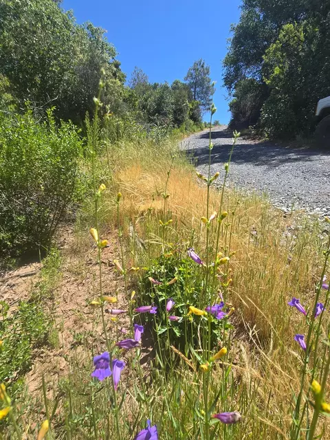 7145 Stewart Mine Rd, Placerville, CA 95667 photo 41