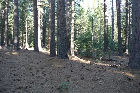 43 Foresthill Rd, Foresthill, CA 95631 photo 3