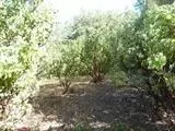 5650 Pappalardo Promendade, Murphys, CA 95247 photo 19