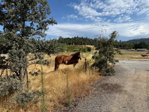 1026 Coyote Creek Rd, Murphys, CA 95247 photo 32