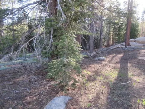 175 Silver Tip Dr, Bear Valley, CA 95223 photo 20