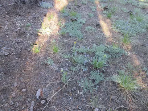 175 Silver Tip Dr, Bear Valley, CA 95223 photo 23