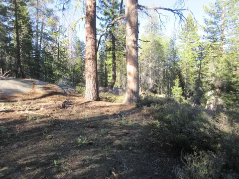 175 Silver Tip Dr, Bear Valley, CA 95223 photo 17