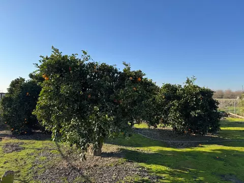 7041 E Conejo Ave, Selma, CA 93662 photo 19