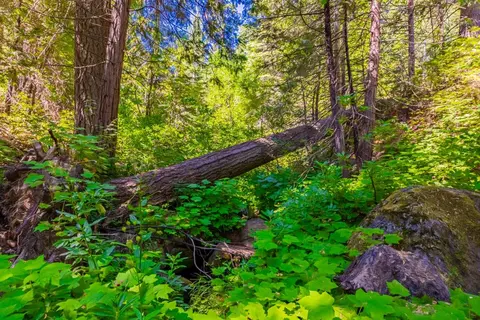 1190 Silvertip, Fish Camp, CA 93623 photo 19