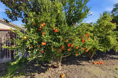 Exterior - 1730 Tasca Ln, Manteca, CA 95337 photo 10 of 14