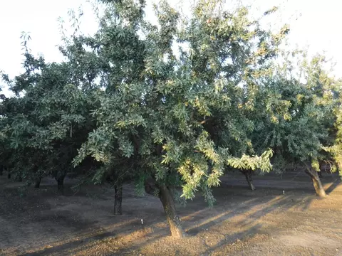 18401 Davis Rd, Patterson, CA 95363 photo 7