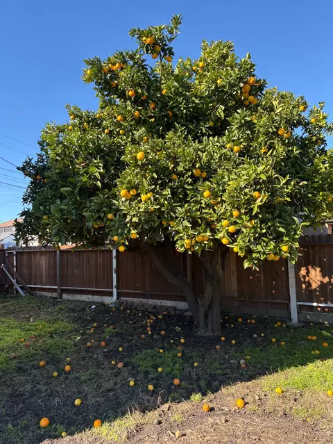 Exterior - 1620 Pierce Ave, San Leandro, CA 94577 photo 2 of 2