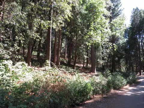 172 Sylvan Rd, Colfax, CA 95713 photo 7
