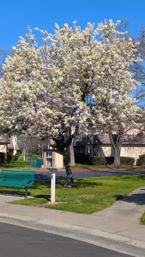Other - 6064 Via Casitas, Carmichael, CA 95608 photo 4 of 4