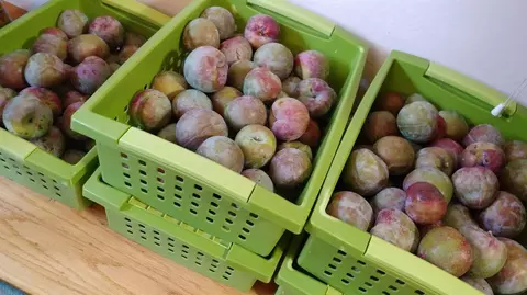1169 Apache St, Livermore, CA 94551 photo 59