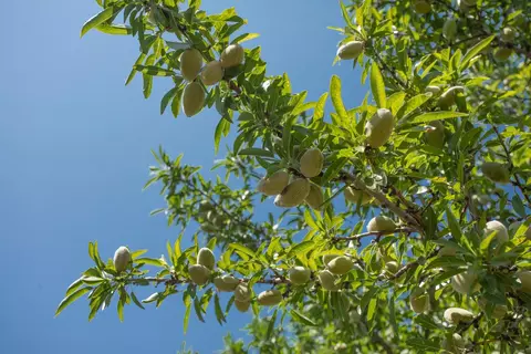 8972 Palermo Honcut Hwy, Oroville, CA 95966