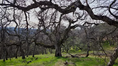 0 Palace Ln, Placerville, CA 95667