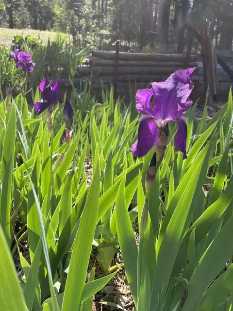 Other - 180 Dutch Flat Rd, Dutch Flat, CA 95714 photo 6 of 9