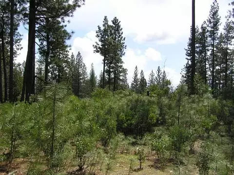164 Vireo Ct, Avery, CA 95224 photo 2