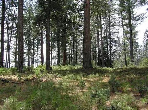 164 Vireo Ct, Avery, CA 95224