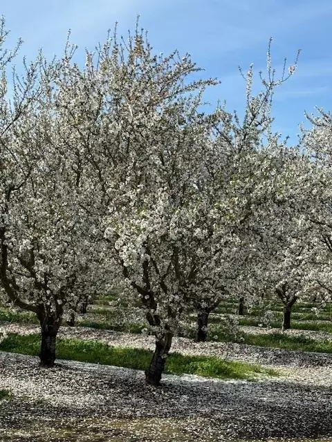 Other - 18413 Sycamore Ave, Patterson, CA 95363 photo 27 of 31