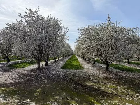 Other - 18413 Sycamore Ave, Patterson, CA 95363 photo 25 of 31