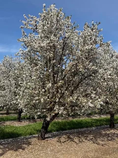 Other - 18413 Sycamore Ave, Patterson, CA 95363 photo 29 of 31