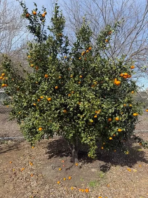 Other - 18413 Sycamore Ave, Patterson, CA 95363 photo 21 of 31