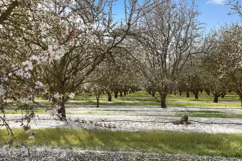 3320 W Durham Ferry Rd, Tracy, CA 95304 photo 77