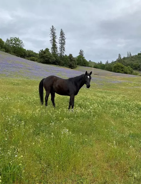 Other - 3000 Sheep Ranch Rd, Murphys, CA 95247 photo 15 of 21