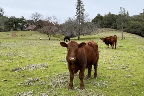 Other - 3000 Sheep Ranch Rd, Murphys, CA 95247 photo 14 of 21
