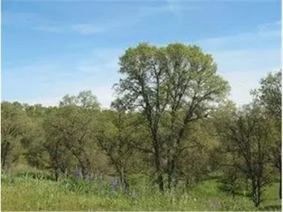 Other - 383 Quail Creek Dr, Copperopolis, CA 95228 photo 3 of 9
