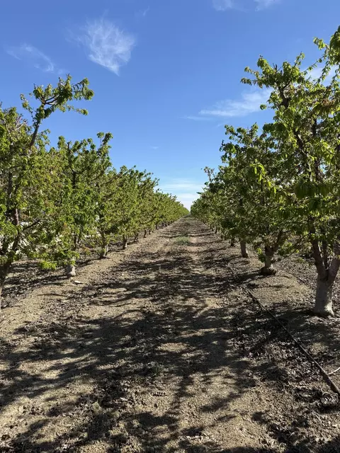 1424 Eucalyptus Ave, Patterson, CA 95363 photo 3
