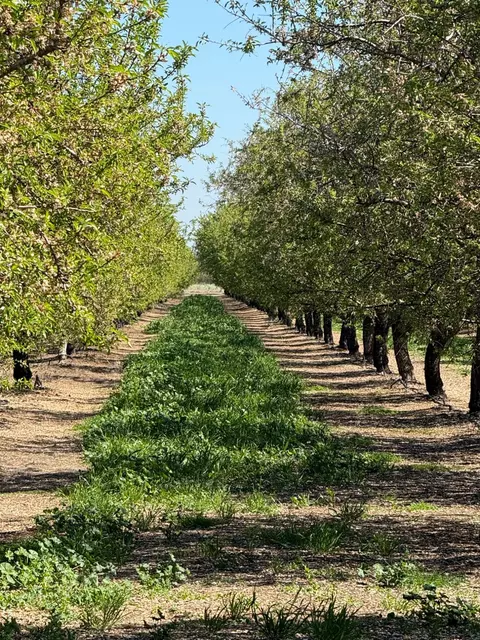 6009 Whitworth Rd, Gustine, CA 95360 photo 2