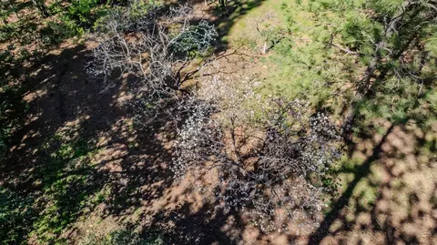 View/Area - 22401 Shake Ridge Rd, Volcano, CA 95689 photo 1 of 5