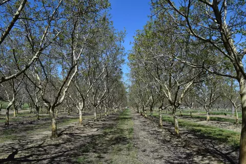 3869 River Rd, Colusa, CA 95932 photo 3