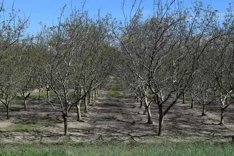 3869 River Rd, Colusa, CA 95932 photo 18