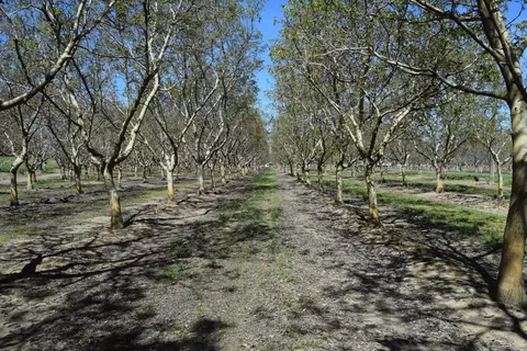 3869 River Rd, Colusa, CA 95932 photo 4