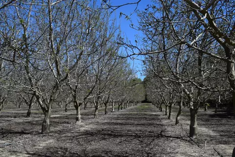 3869 River Rd, Colusa, CA 95932 photo 7