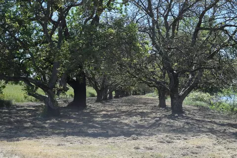 3869 River Rd, Colusa, CA 95932 photo 17