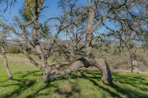 7220 Stony Creek Rd, Jackson, CA 95642 photo 23