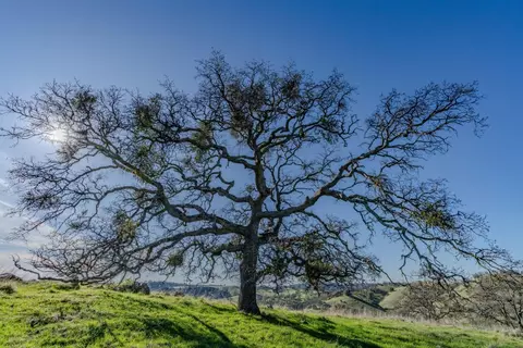 7220 Stony Creek Rd, Jackson, CA 95642 photo 22