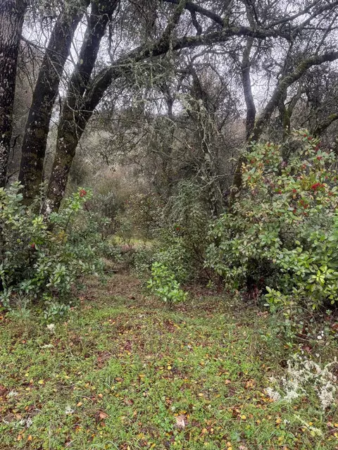 3200 Bird Haven Loop, Cool, CA 95614 photo 16