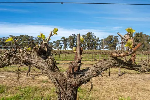 16550 State Highway 160, Isleton, CA 95641 photo 23