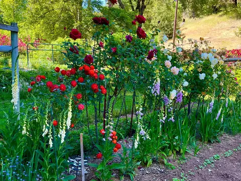 Exterior - 409 Live Oak Rd, Colfax, CA 95713 photo 23 of 29