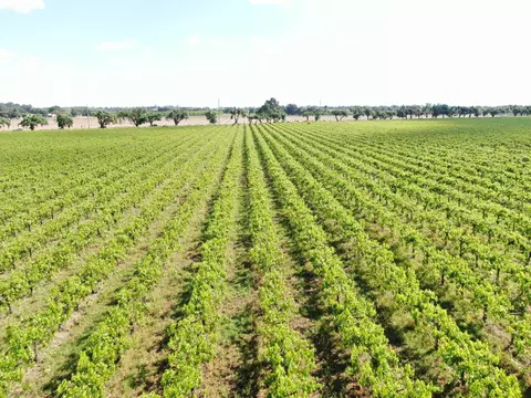 20013 E Hwy 88, Clements, CA 95227 photo 5
