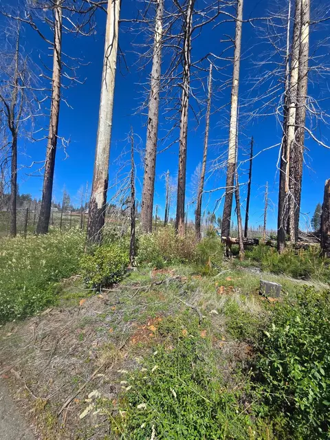 5217 Golden Aspen, Grizzly Flats, CA 95636