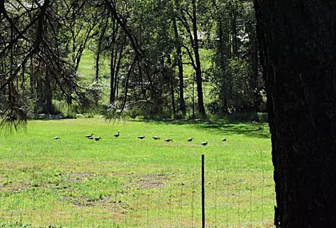 4360 Pleasant Valley Rd, Placerville, CA 95667 photo 71
