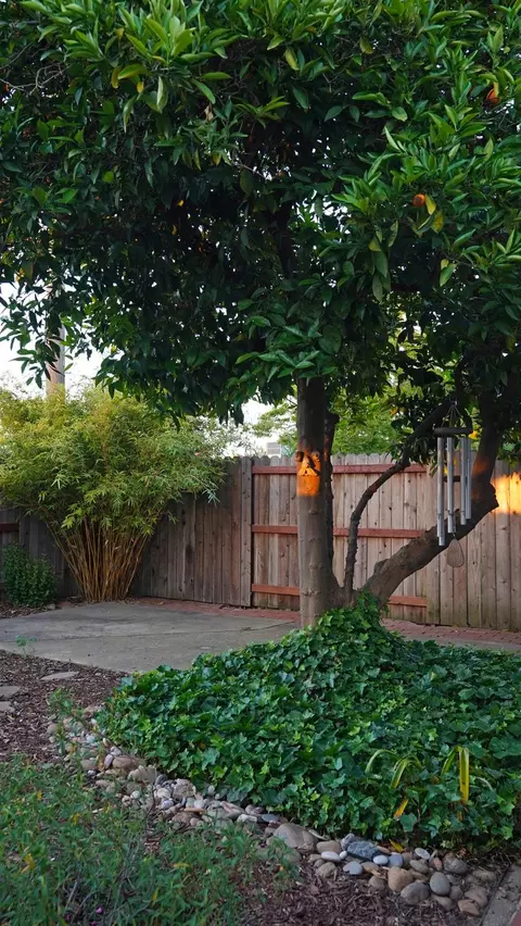 Exterior - 1719 W Locust St, Lodi, CA 95242 photo 6 of 7